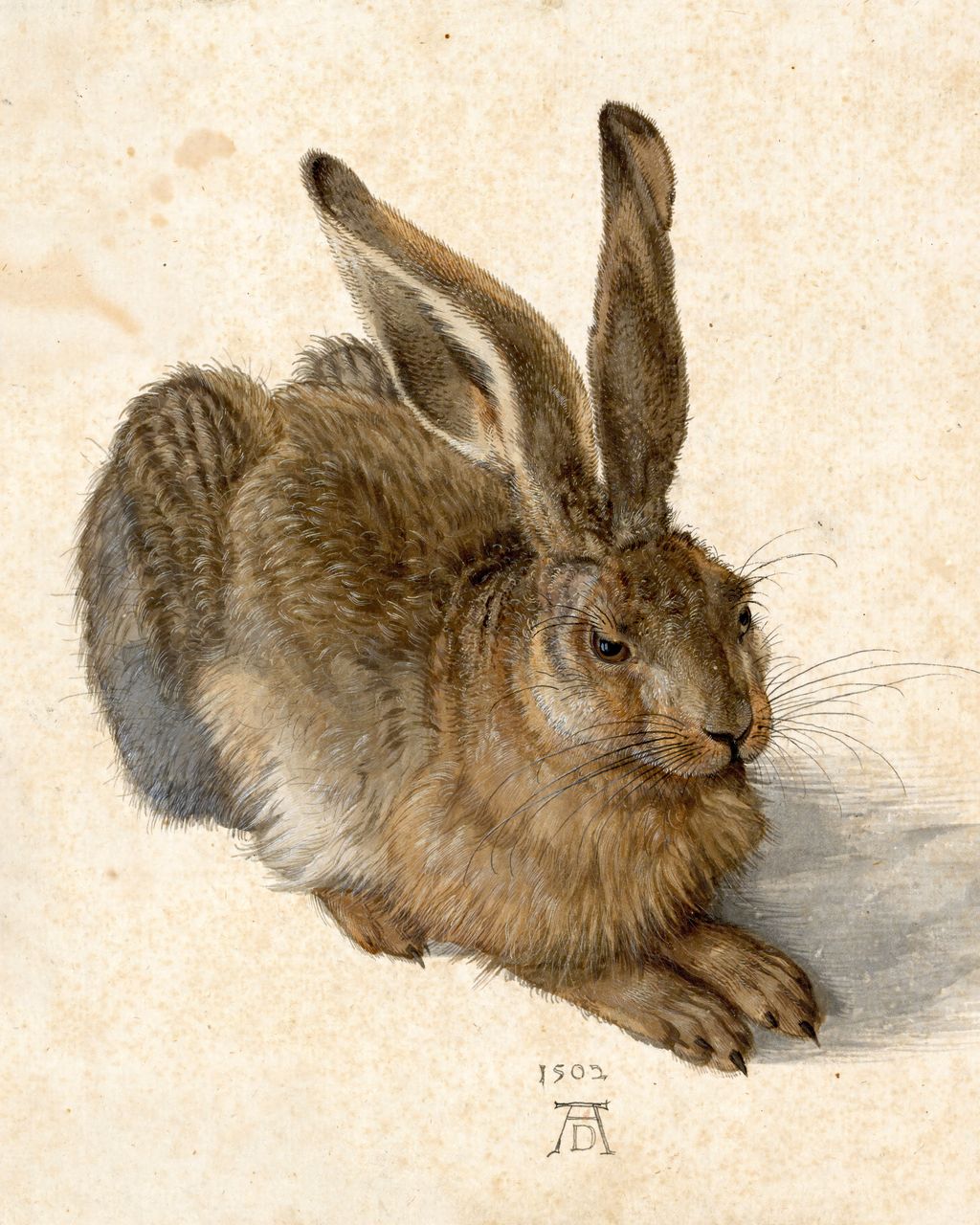 Young Hare: the changing direction of small marks describes the coat.