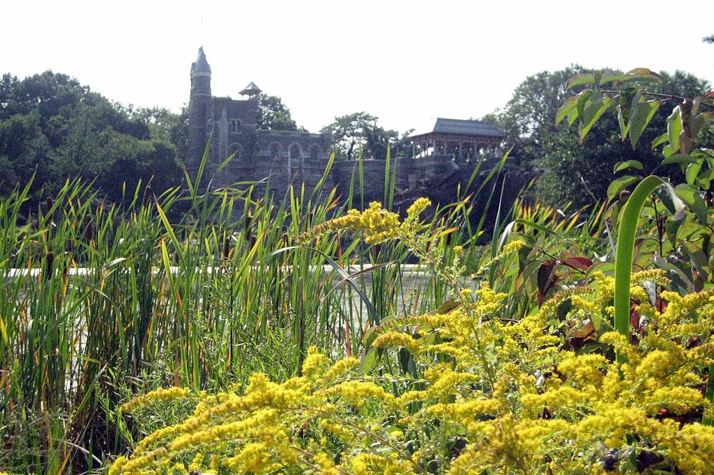 Central Park, New York City, USA NYC - Central Park: Dragonfly Preserve - Belvedere Castle.