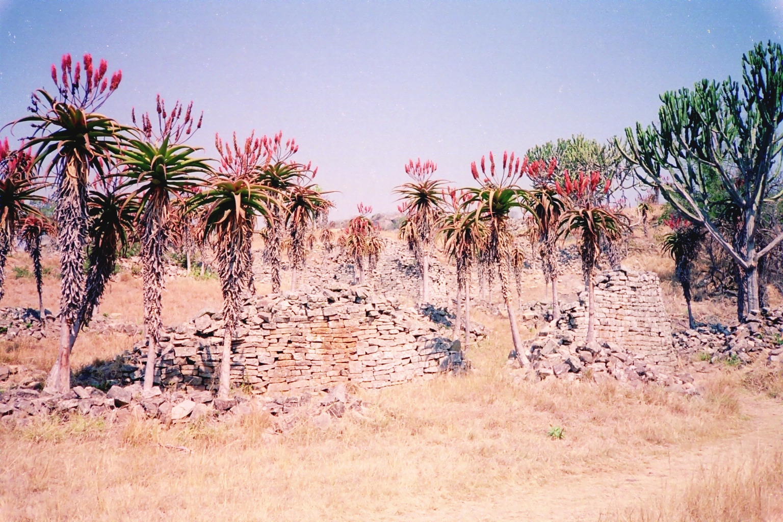 Low ruined dry-stone walls in the Valley among tall flowering aloes.