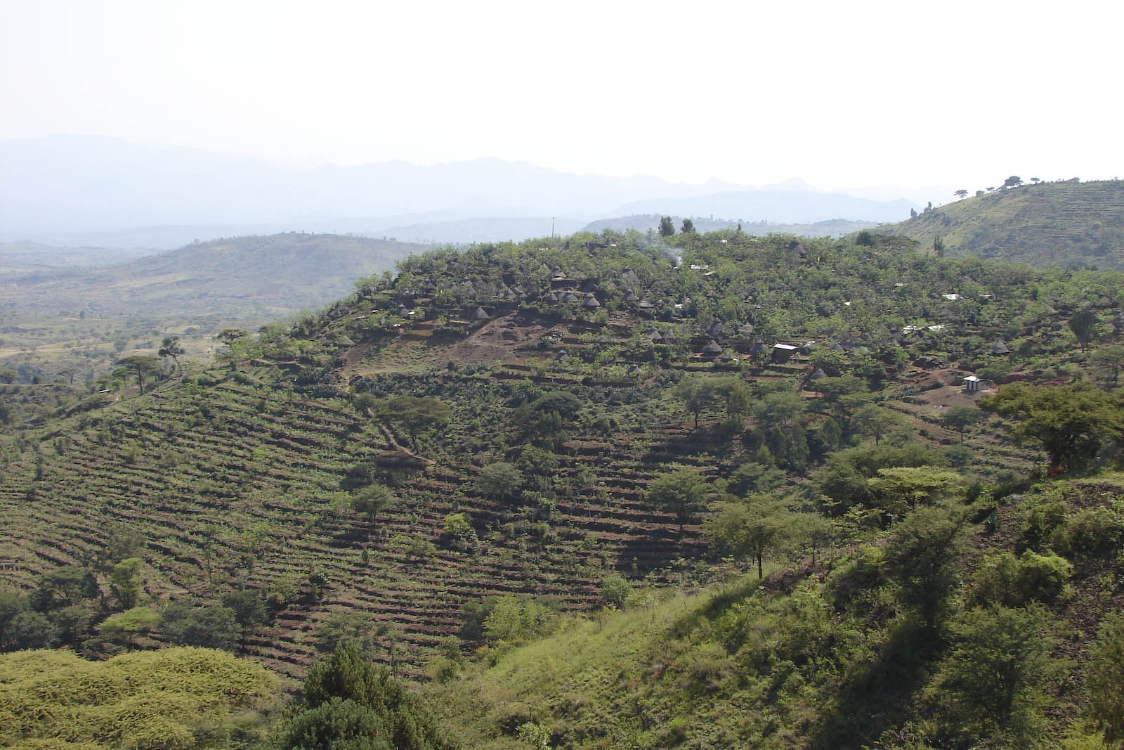 Stepped cultivated terraces on Konso hillsides with trees and homes on the higher slopes.