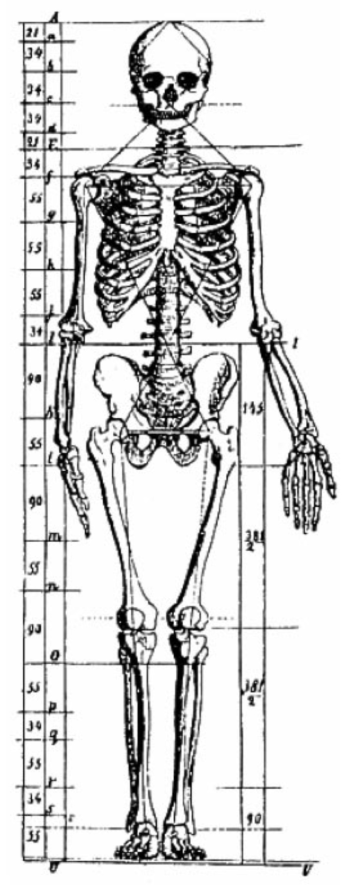 Adolf Zeising anatomical plate of a standing human skeleton crossed by horizontal proportional divisions.