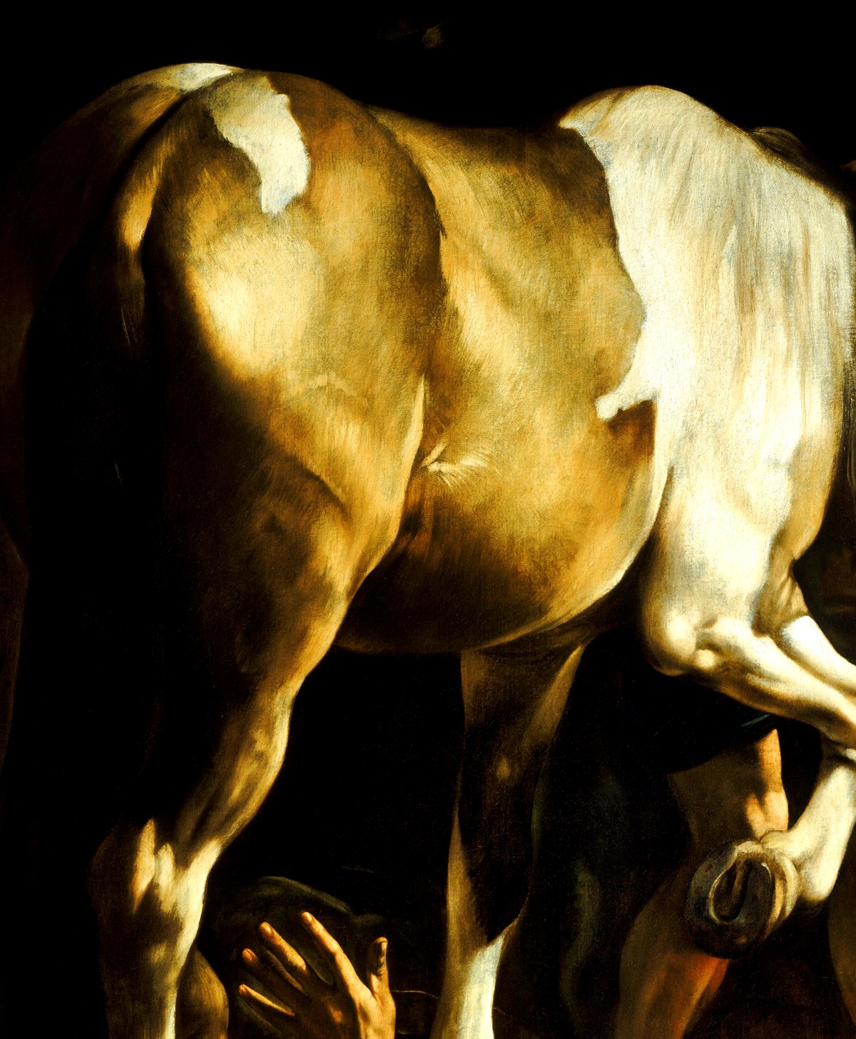 The horse’s flank
