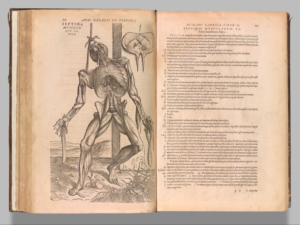 Open 1555 Fabrica volume with a standing dissected figure beside a facing page of Latin explanatory text