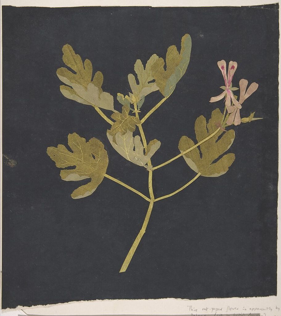 Mary Delany, Botanical Study, a historical drawing in Paper collage.