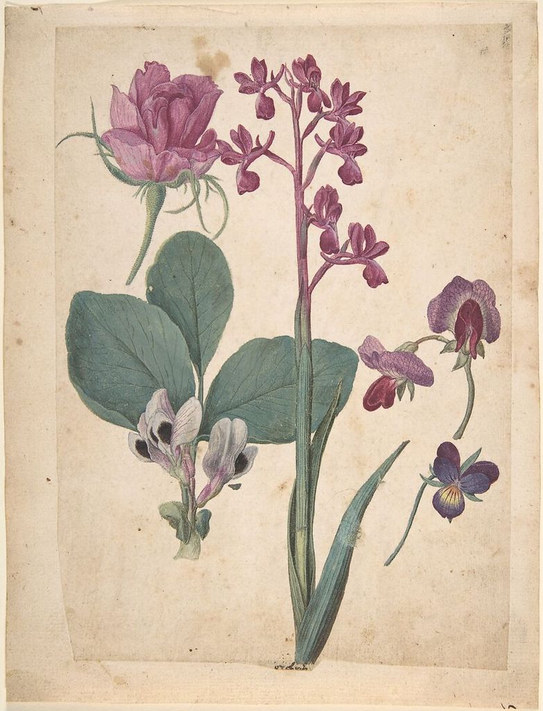 Jacques Le Moyne de Morgues, A Sheet of Studies of Flowers, a historical drawing in Watercolor and gouache, over black chalk.