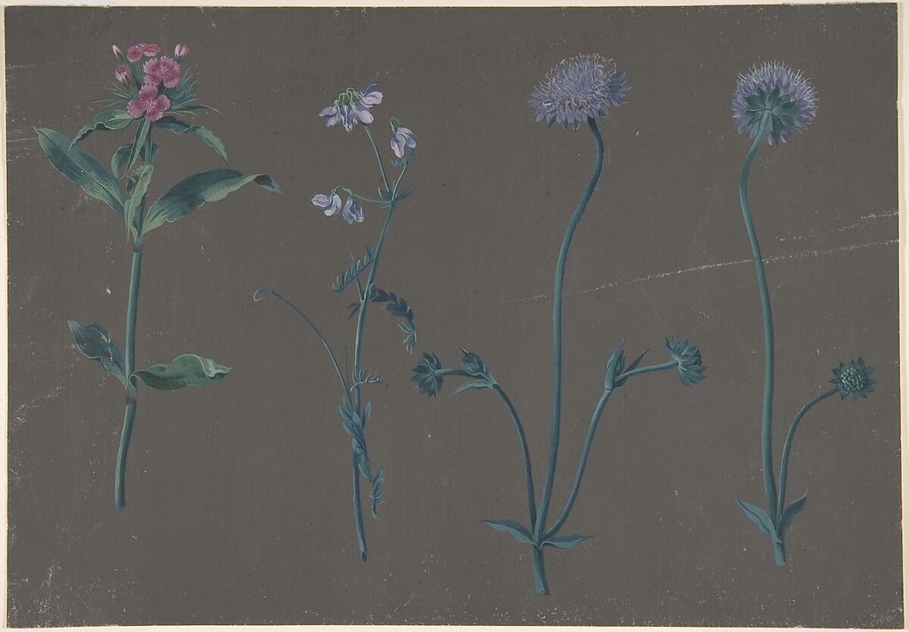 Johann Christian August Birnbaum, Study of Three Flowers, a historical drawing in Gouache.