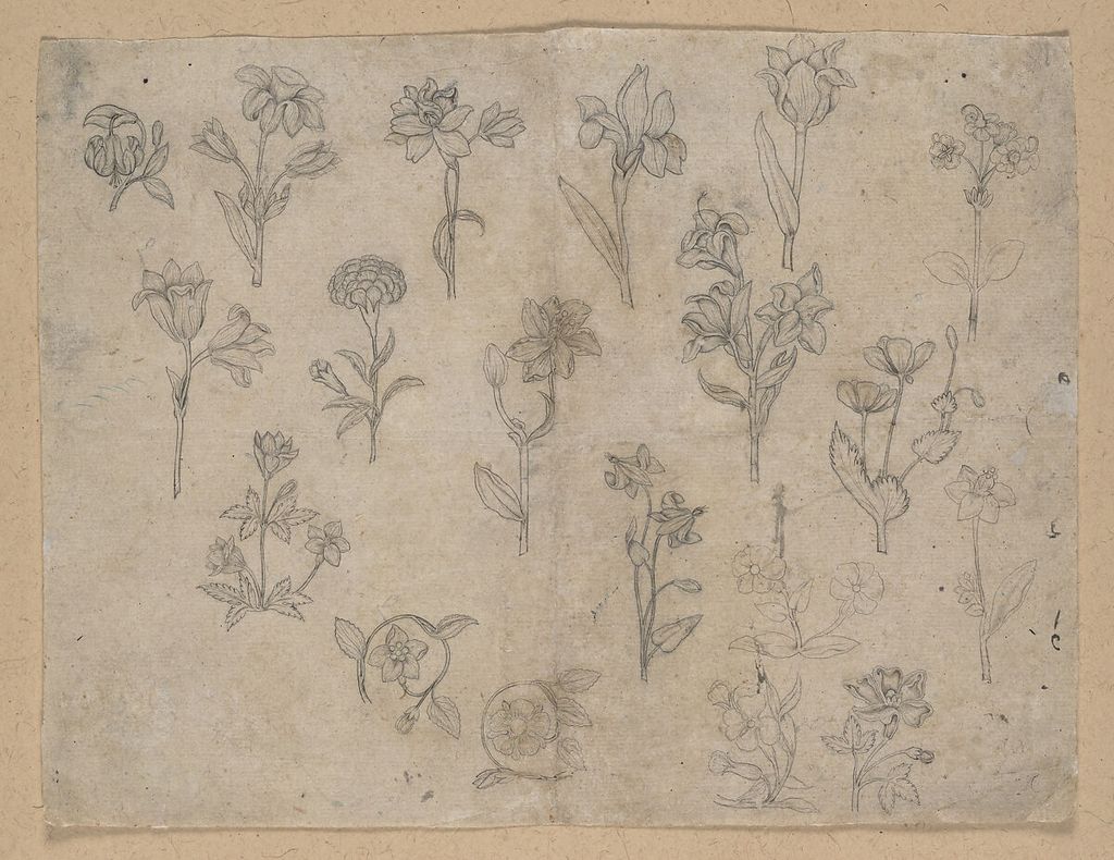 Artist unrecorded, Flower Studies, a historical drawing in Ink on paper.