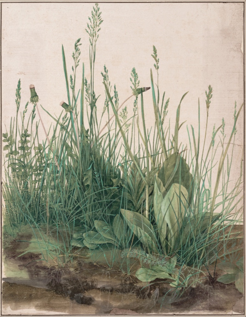 Dürer's Great Piece of Turf