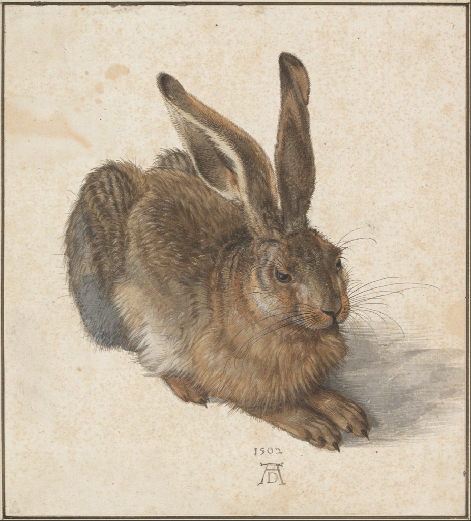 Brown hare sits in profile with detailed fur and a bright eye