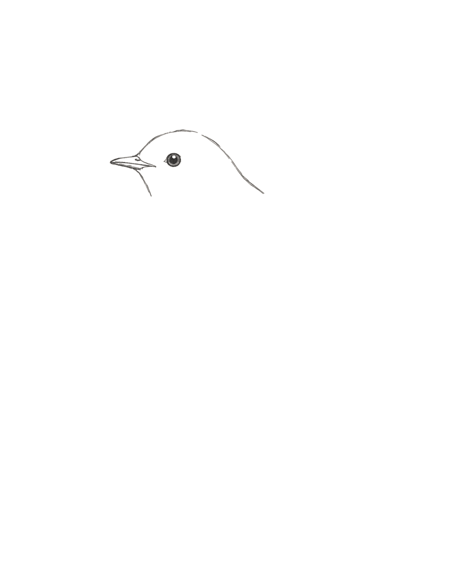 Stage 1 bird drawing with an asymmetric head, attached two-part beak and small eye with an upper-left highlight
