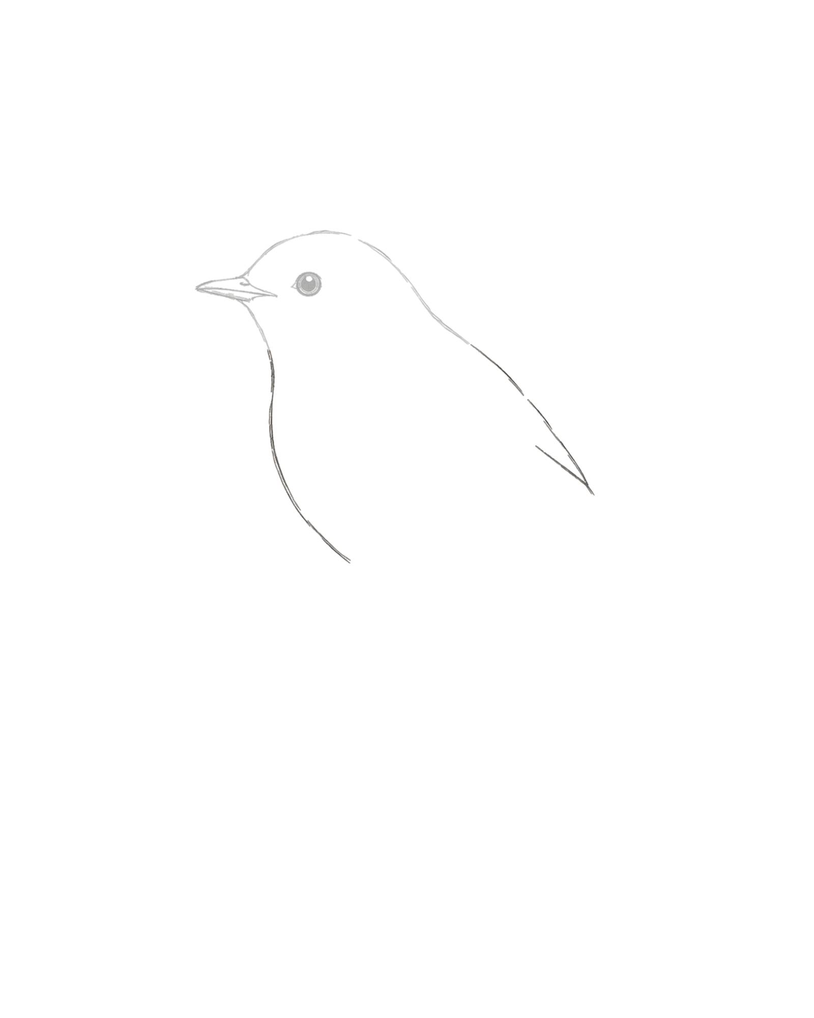 Stage 2 bird drawing adding a continuous nape, back, throat, breast and lower body around the retained head