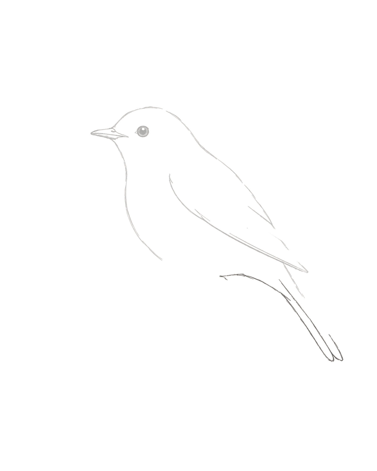 Stage 4 bird drawing adding two unequal tail feathers from one shared rump root