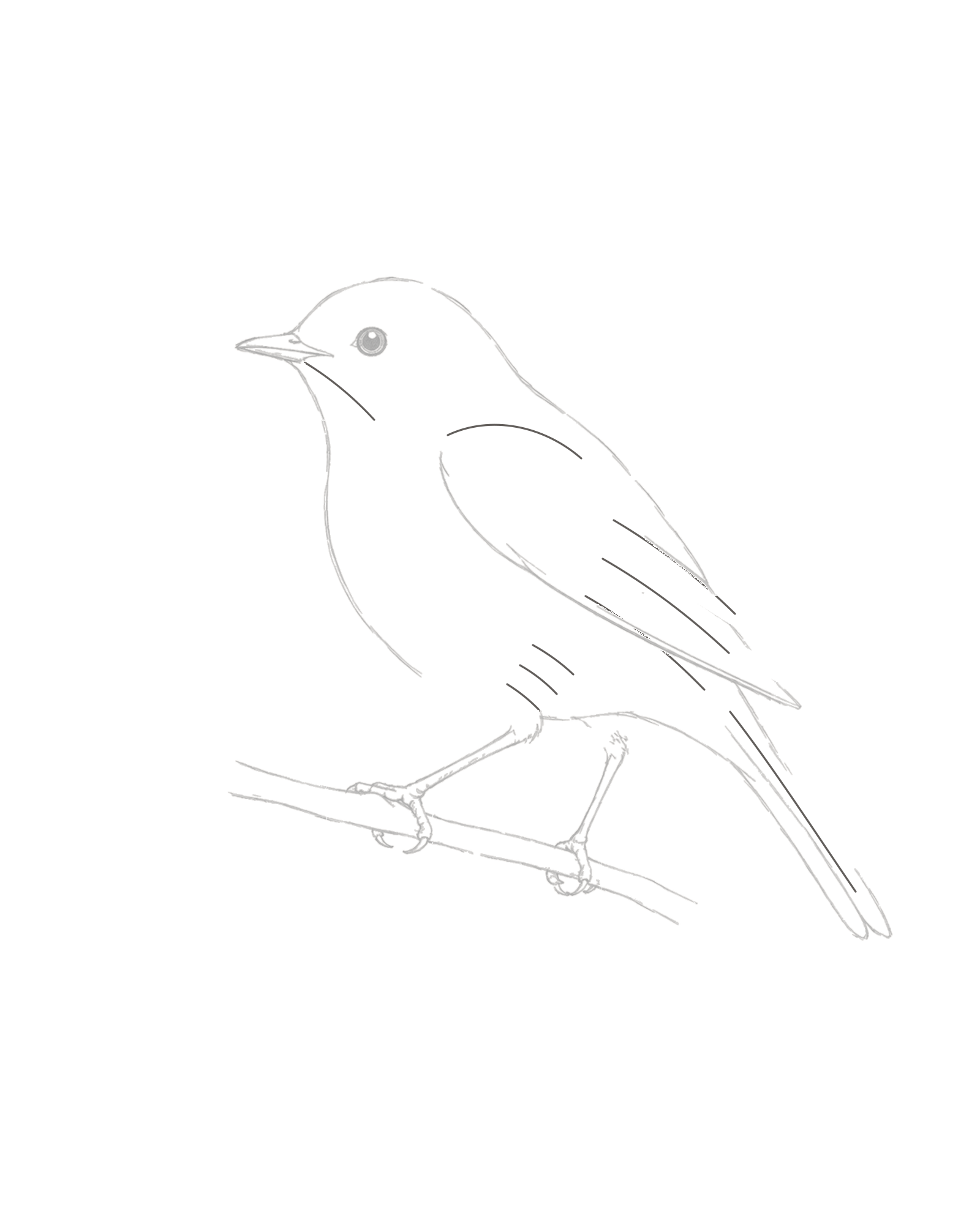 Stage 7 bird drawing adding a throat boundary, shoulder group, three wing divisions, one tail line and three flank curves