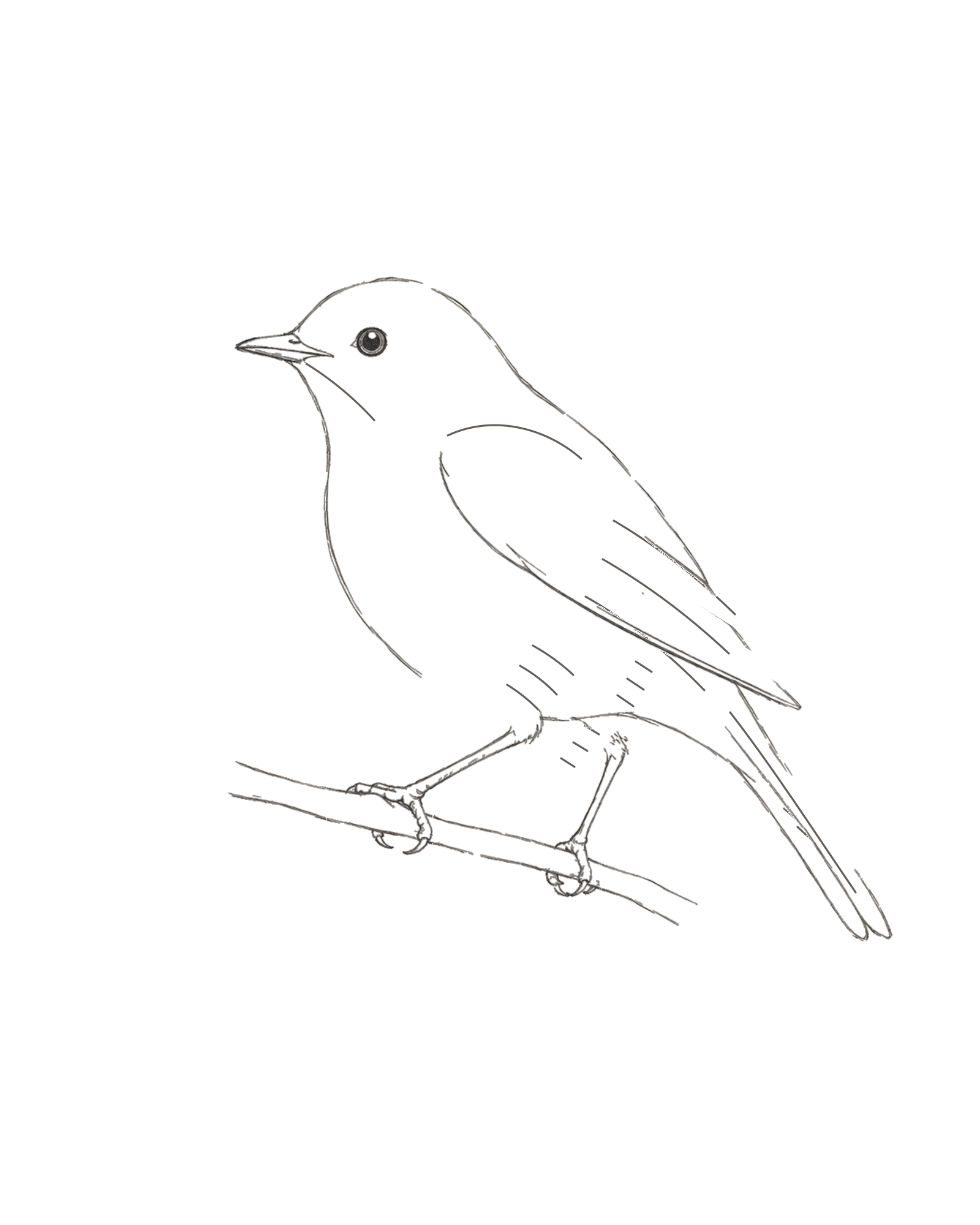Complete line drawing of a small left-facing garden bird gripping a slim branch with one folded wing, unequal tail feathers and sparse directional hatches