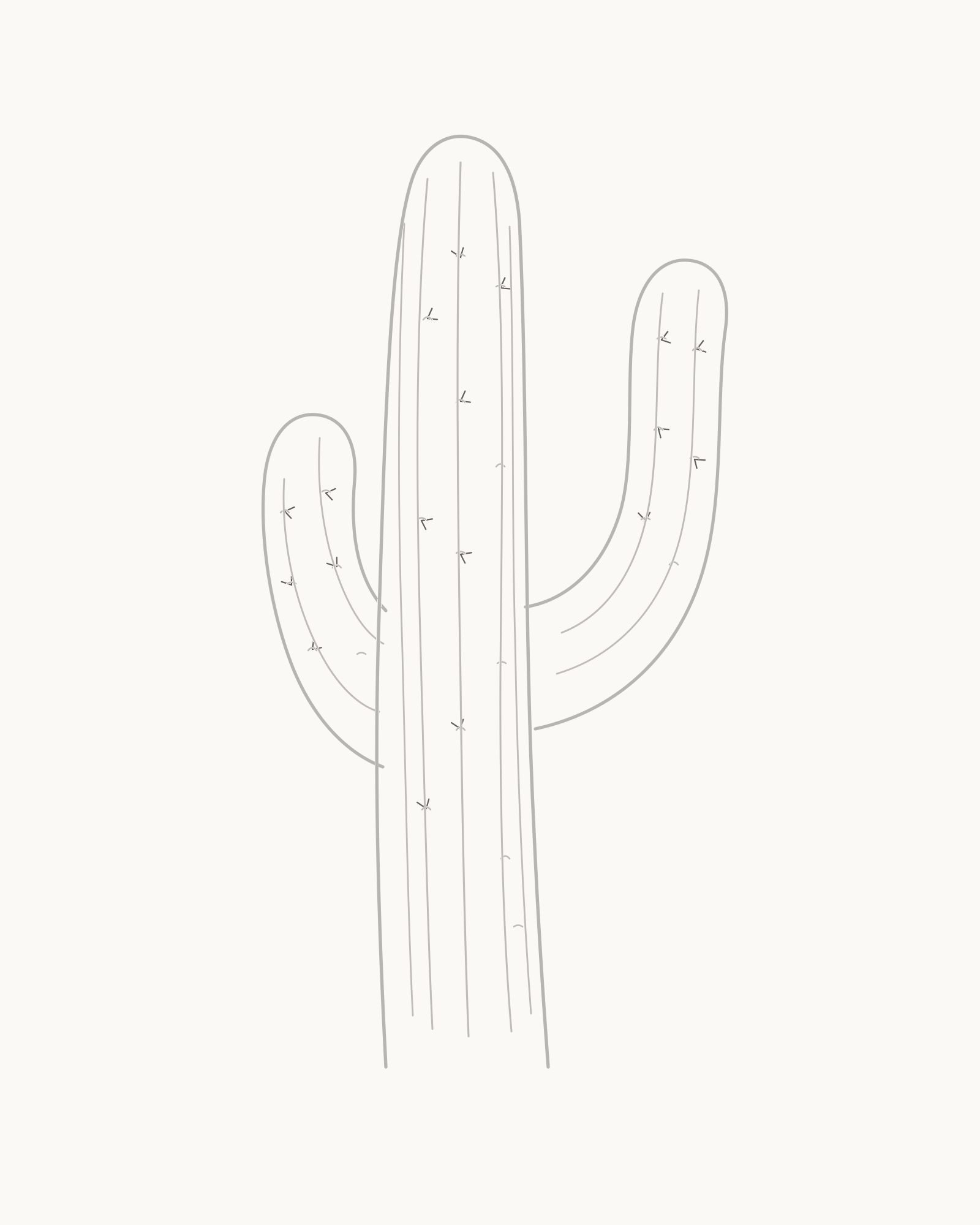 Stage 6 cactus drawing adding thirty-six short directional spines from selected areoles