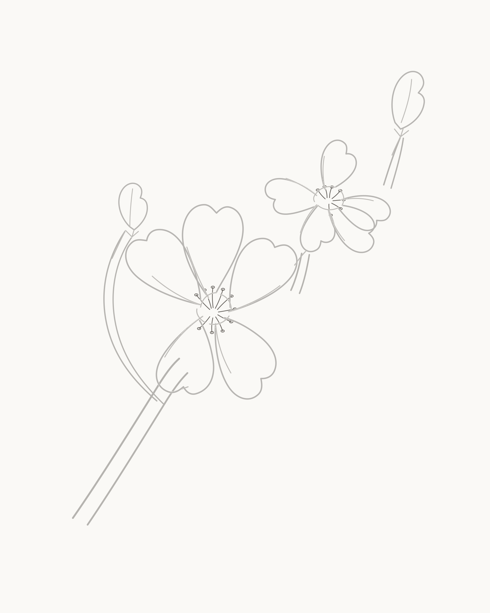 Stage 7 cherry blossom drawing adding ten open-terminal stamens to the main bloom and seven to the turned bloom