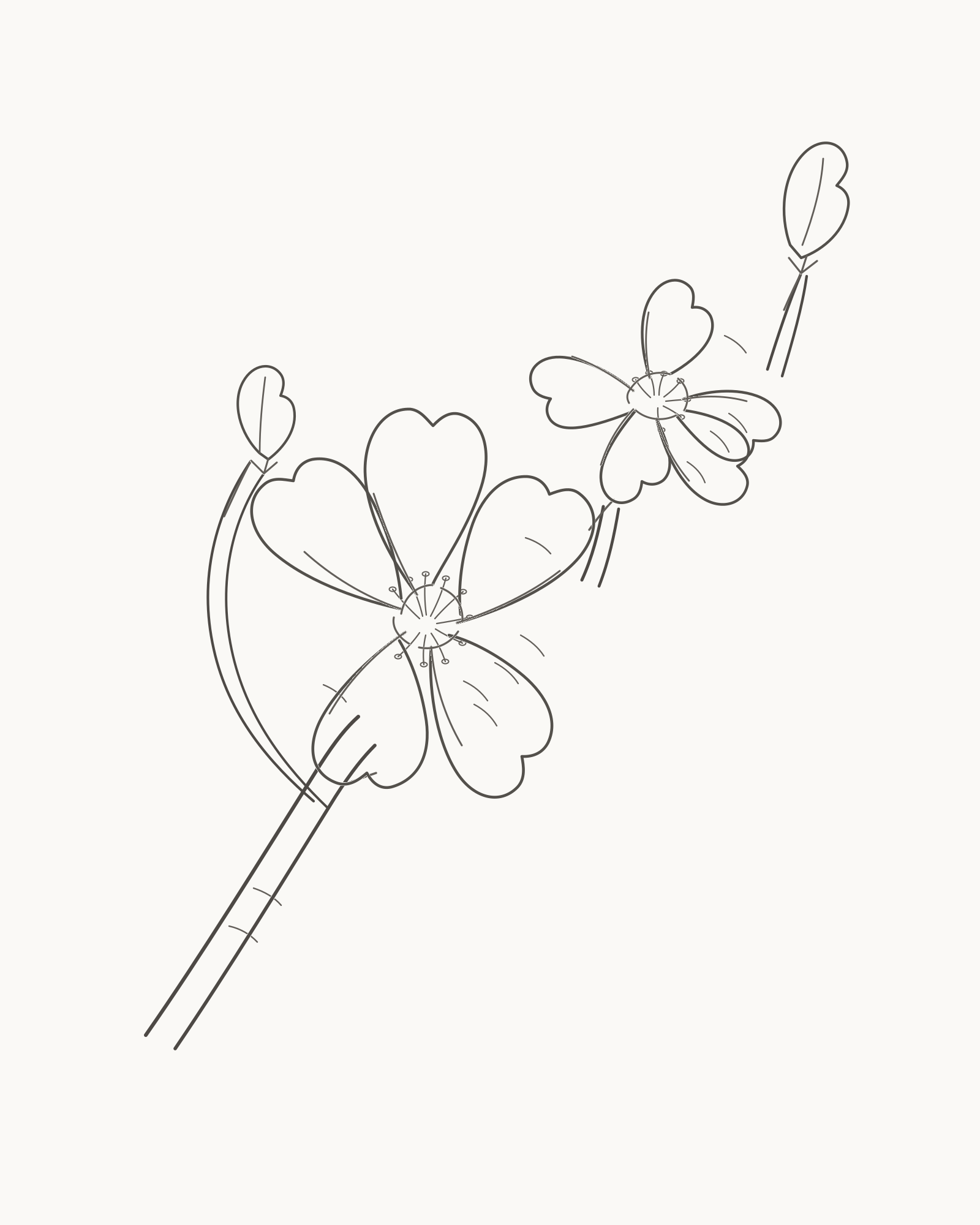 Complete cherry-blossom branch line drawing with two open flowers, two buds and a tapered diagonal branch