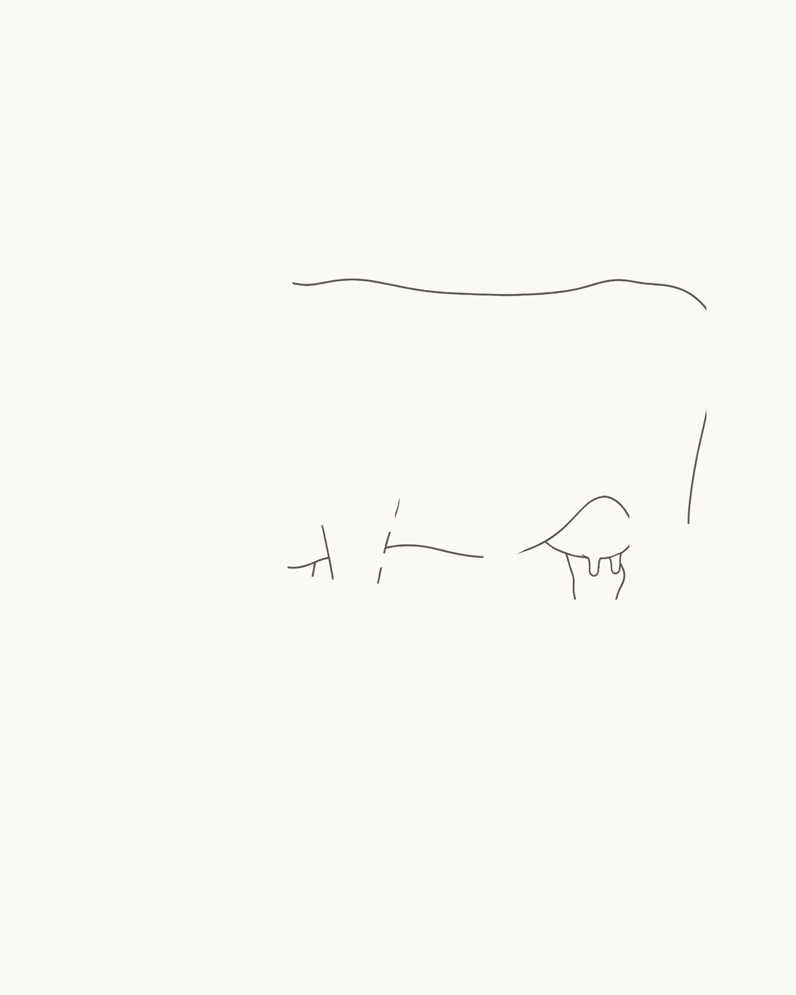 Stage 1 cow drawing showing the long permanent barrel, rounded rump, separated attachment openings and shallow udder with two teat tips