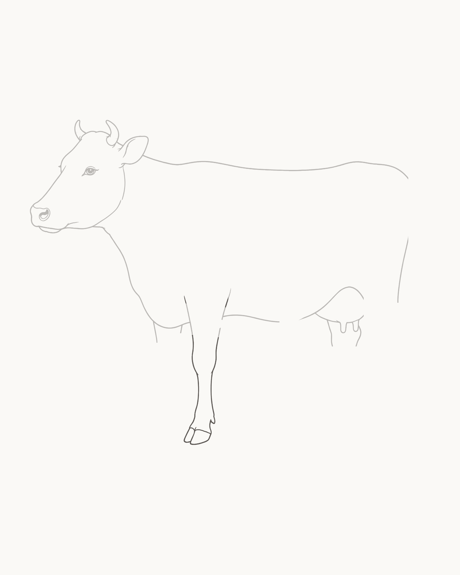 Stage 4 cow drawing adding a broad near foreleg from the chest opening, a subtle fetlock and one grounded cloven hoof