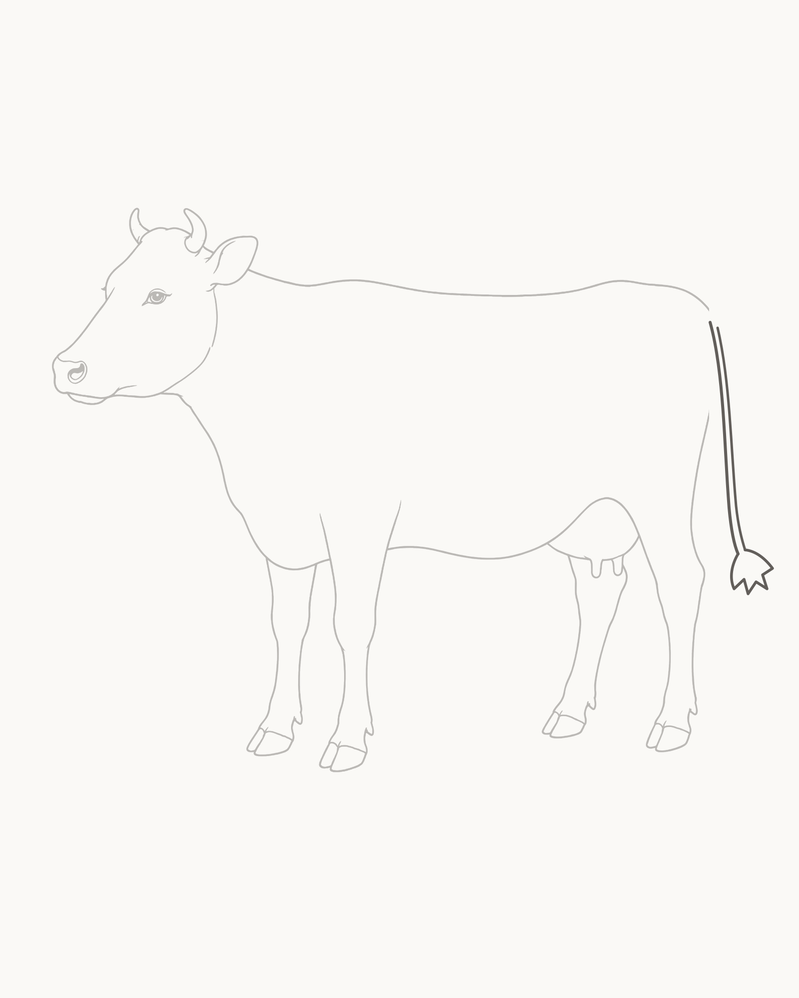 Stage 8 cow drawing adding a two-edged tapered tail behind the rump with one small tuft of five unequal points