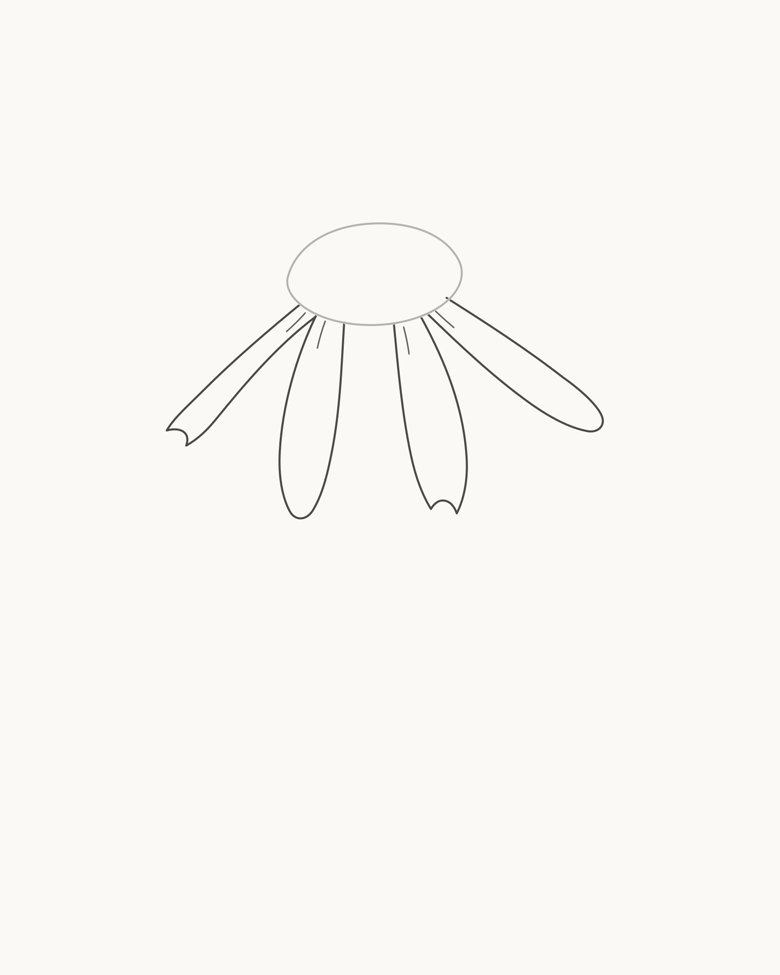 Stage 2 daisy drawing adding four unequal front rays with short permanent fold roots
