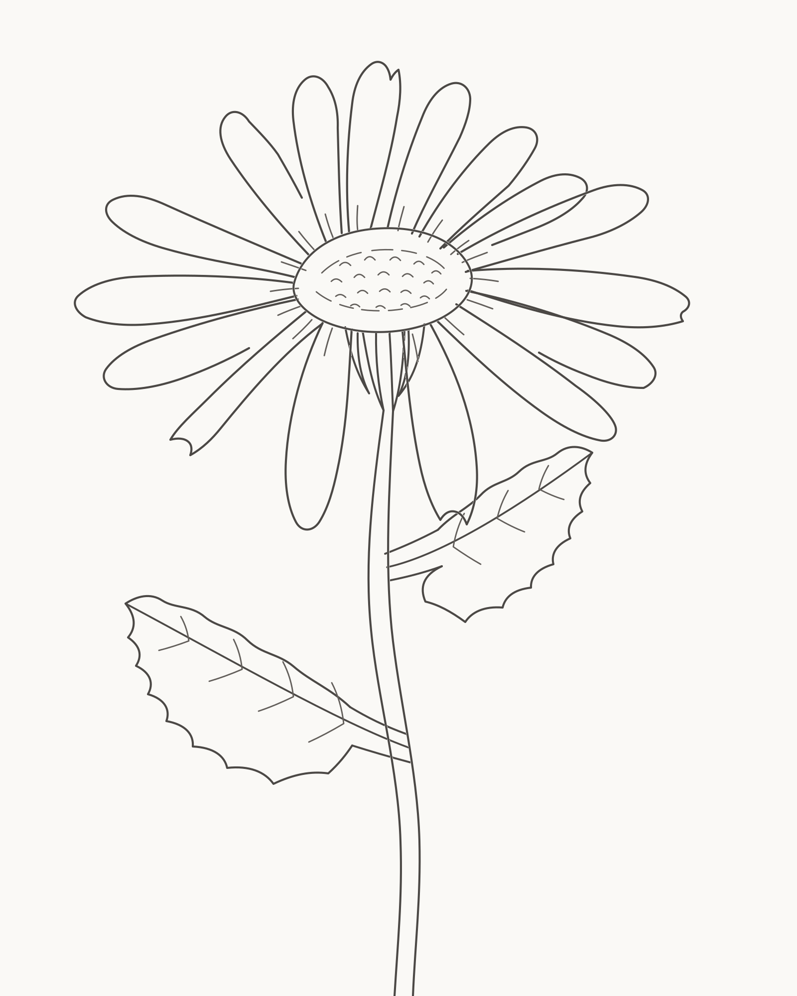 Complete pencil-line daisy with a shallow centre, sixteen unequal rays, curved stem and two toothed leaves