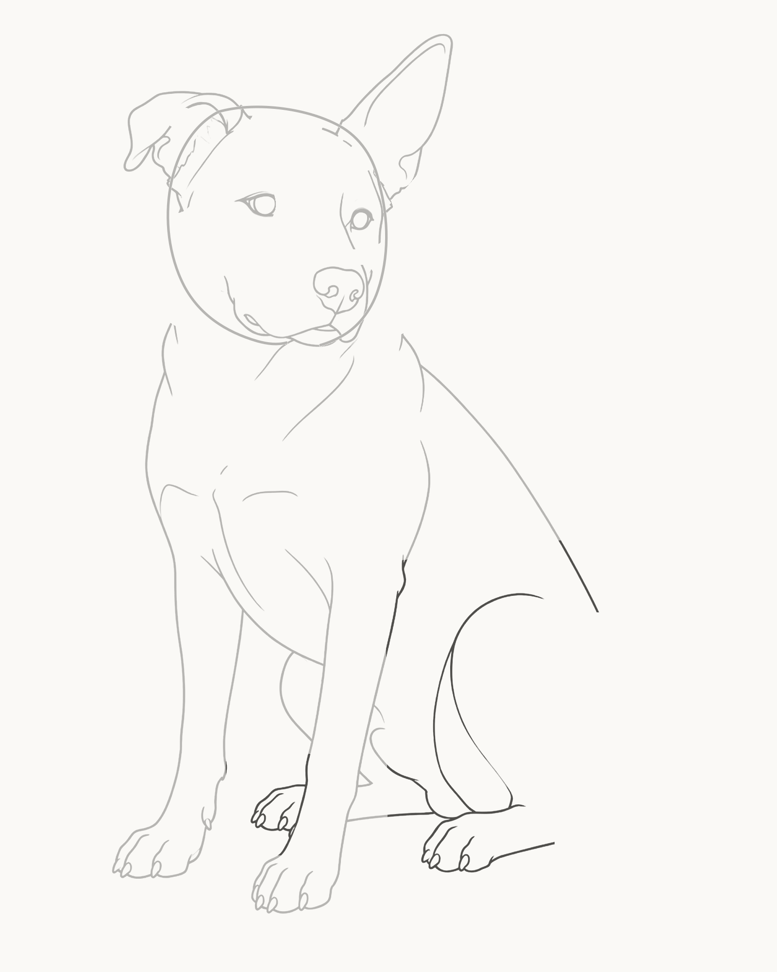 Stage 7 dog drawing adding the belly, broad folded thigh, near rear paw and small hidden far rear paw