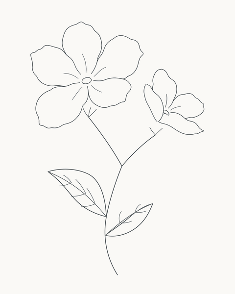 Completed two-bloom flowering sprig from the eight-stage drawing guide