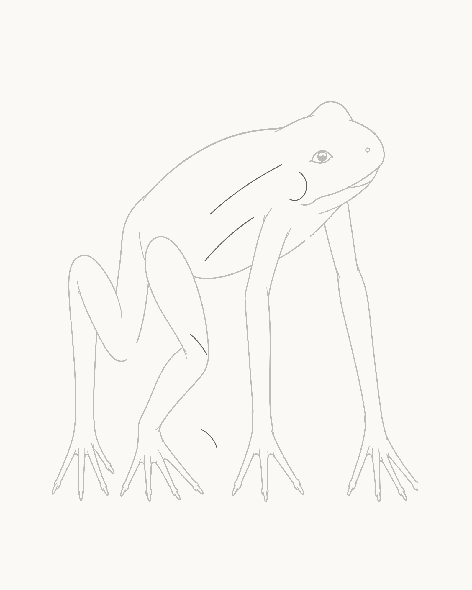 Stage 8 complete adult ground frog line drawing with one tympanum arc and four open fold lines added without shading or texture
