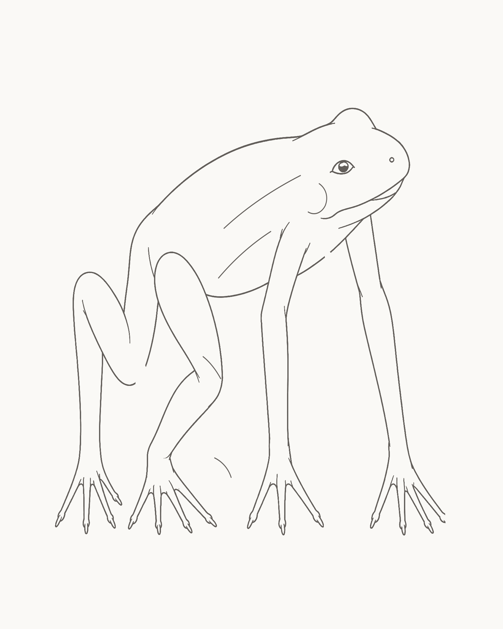 Complete clean line drawing of an adult ground frog crouching in a right-facing three-quarter side view with four grounded feet, one visible eye and five open anatomy landmarks