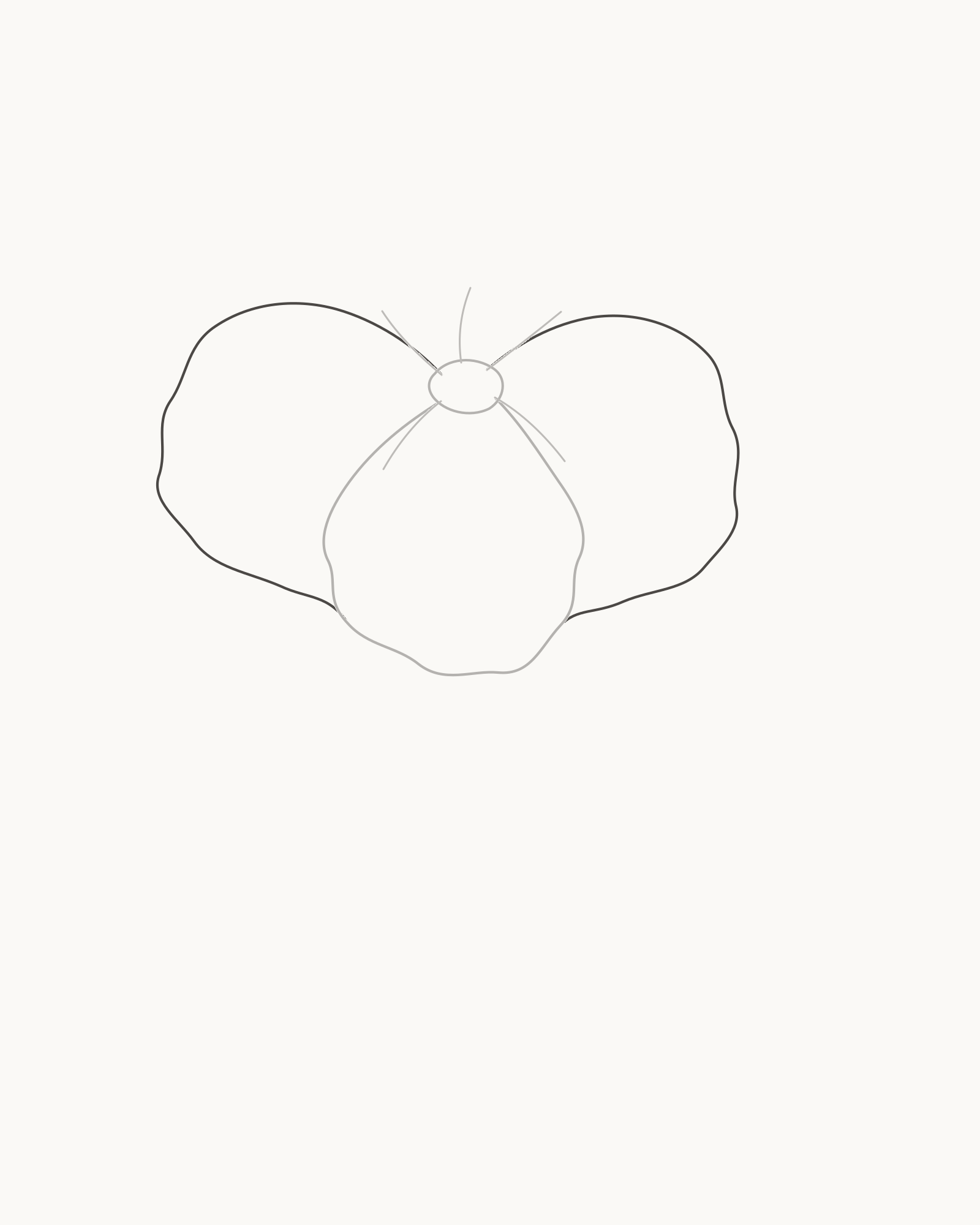Stage 3 hibiscus drawing adding unequal left and right side petals behind the front petal