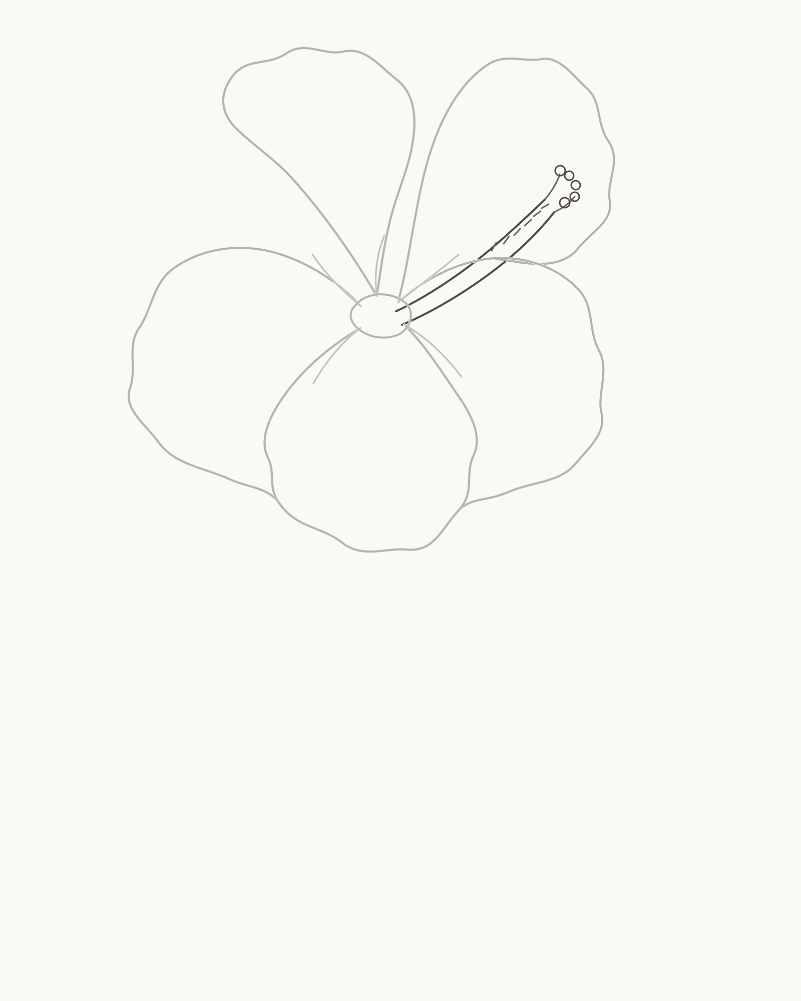 Stage 5 hibiscus drawing adding a two-edged centre column with five stigma lobes and six anther marks