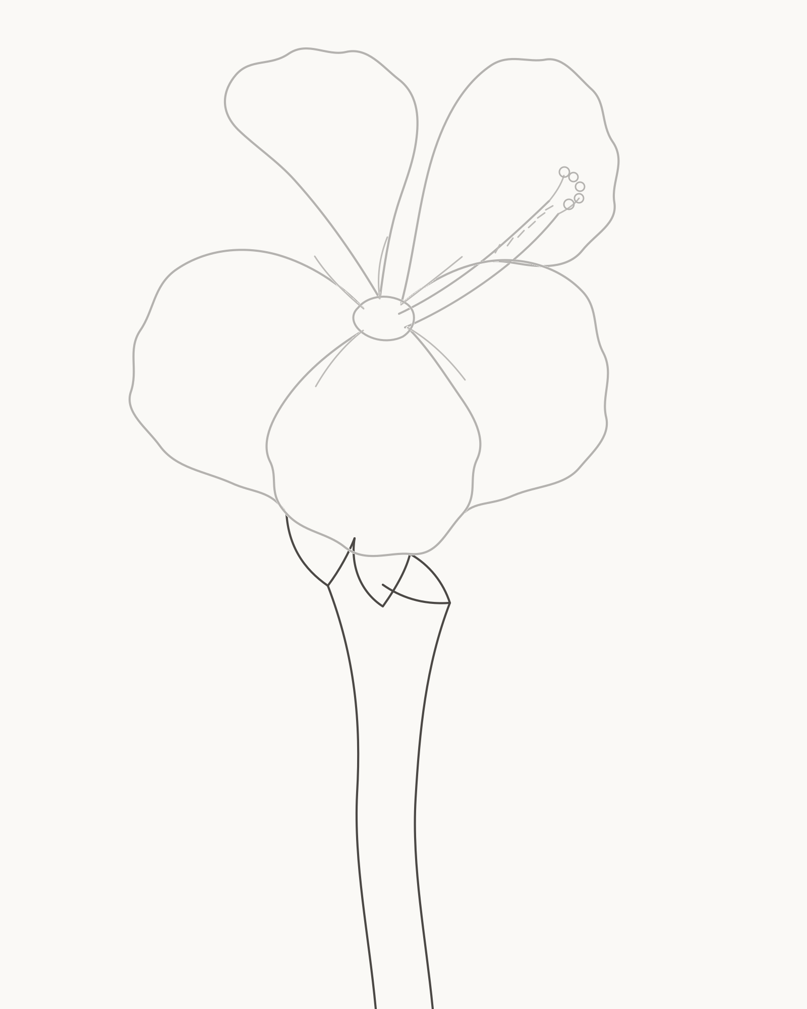 Stage 6 hibiscus drawing adding three sepals and two gently S-curving stem edges beneath the bloom