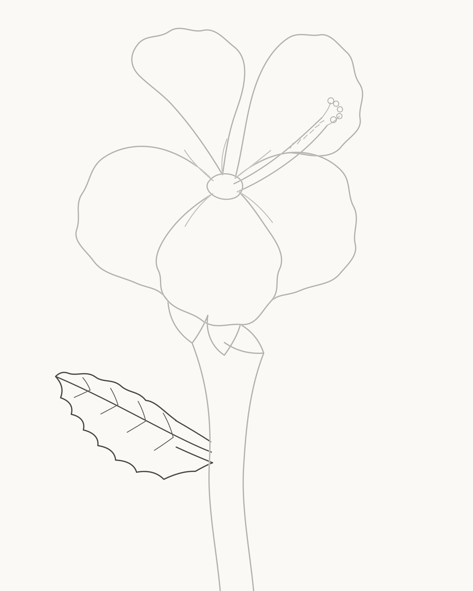Stage 7 hibiscus drawing adding a large lower-left toothed leaf with a midrib and four vein pairs