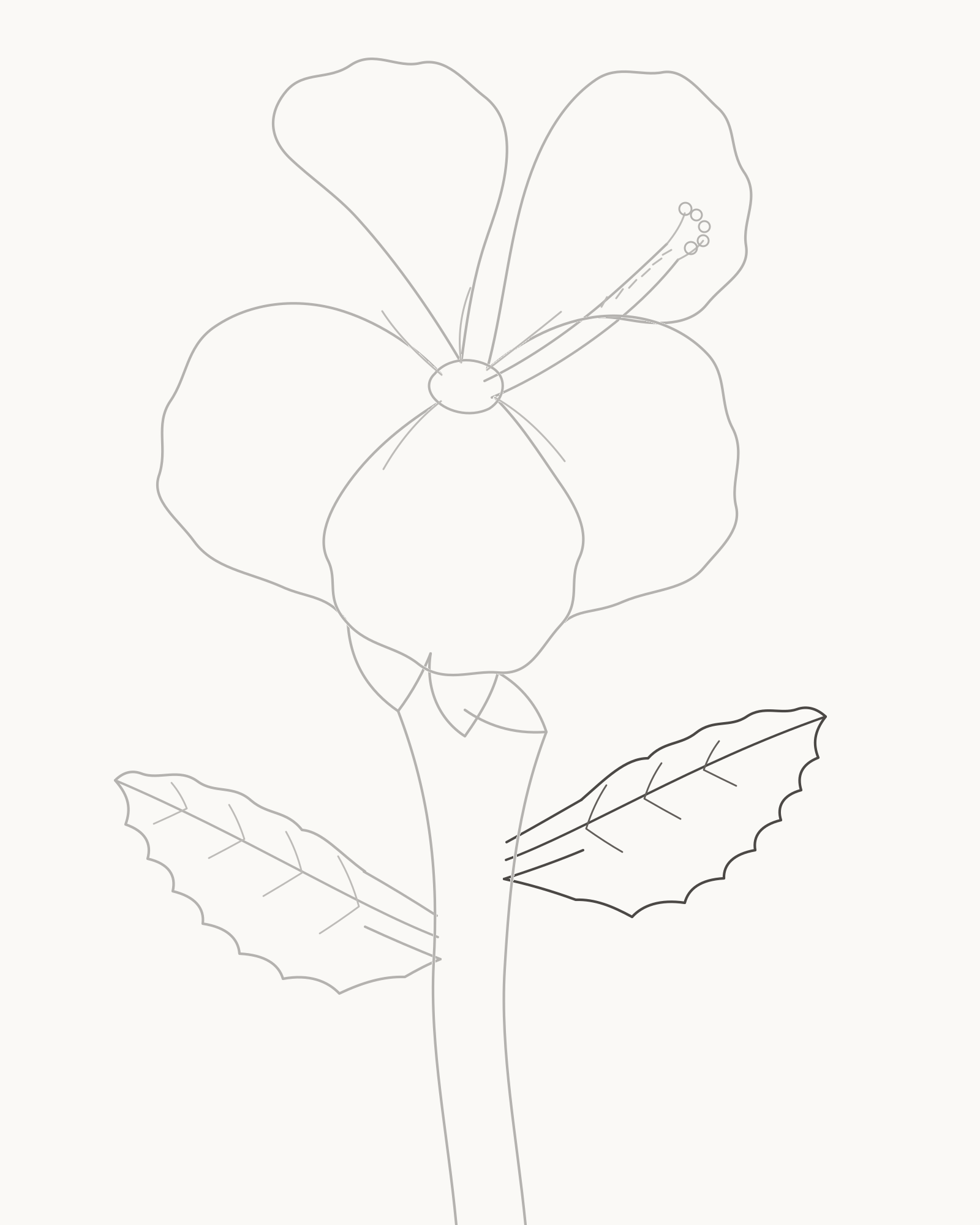 Stage 8 complete hibiscus line drawing adding a smaller higher right leaf with three vein pairs