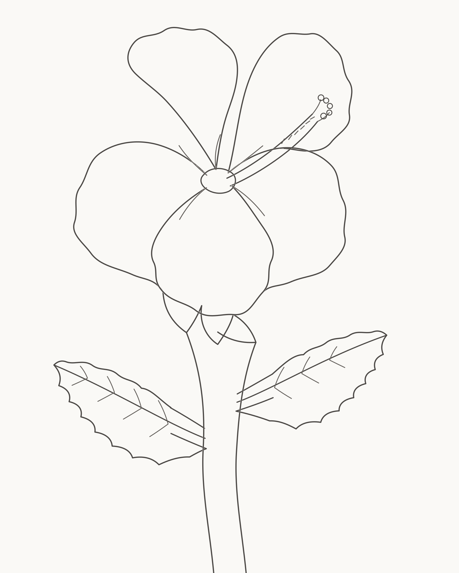 Complete pencil-line hibiscus with five overlapping petals, a projecting centre column, curved stem and unequal toothed leaves