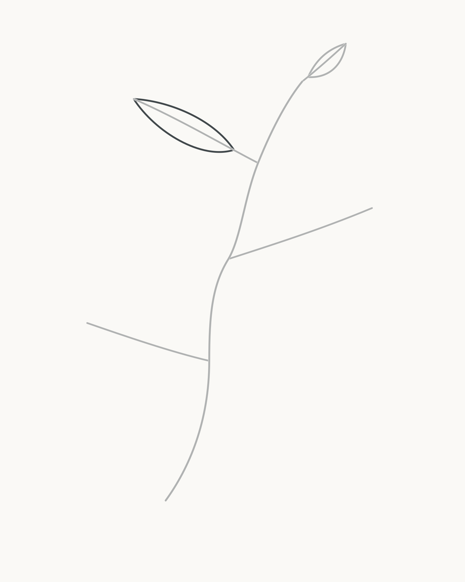Stage 4 leaf-sprig drawing adding a long narrow upper-left blade with unequal edge curves