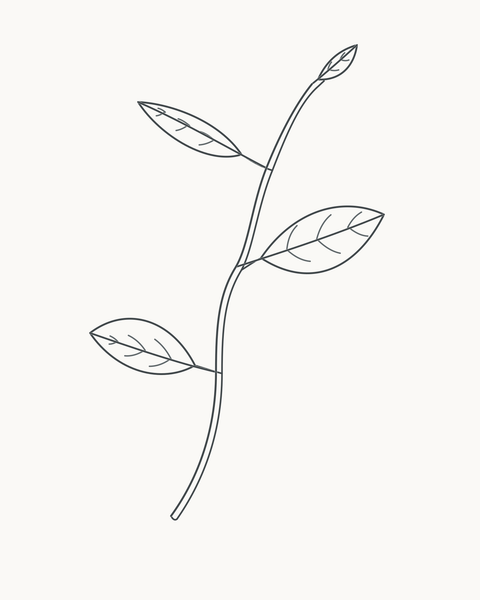 Completed four-leaf sprig from the eight-stage drawing guide