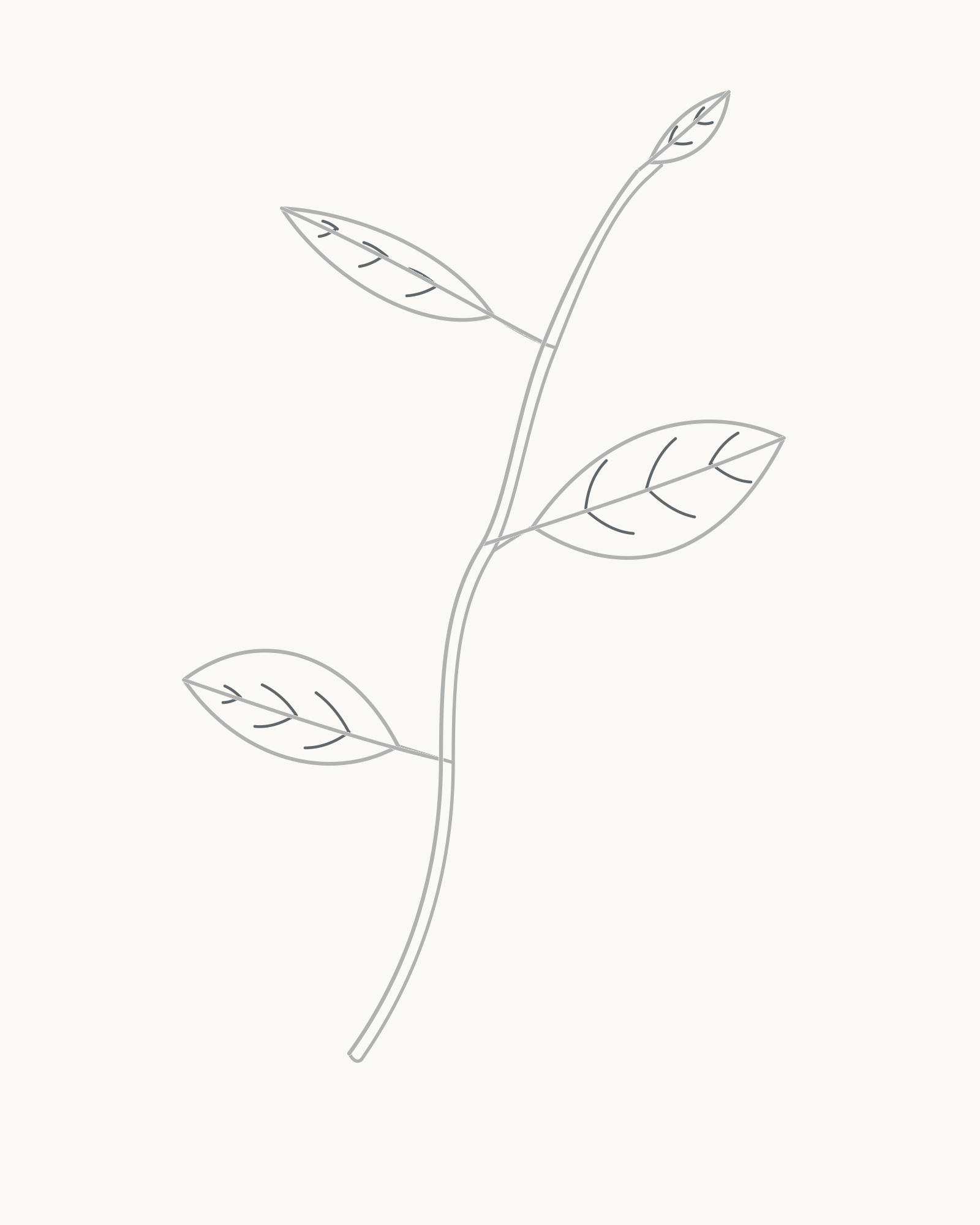 Stage 8 complete four-leaf sprig line drawing with two vein pairs in the terminal leaf and three in each side leaf