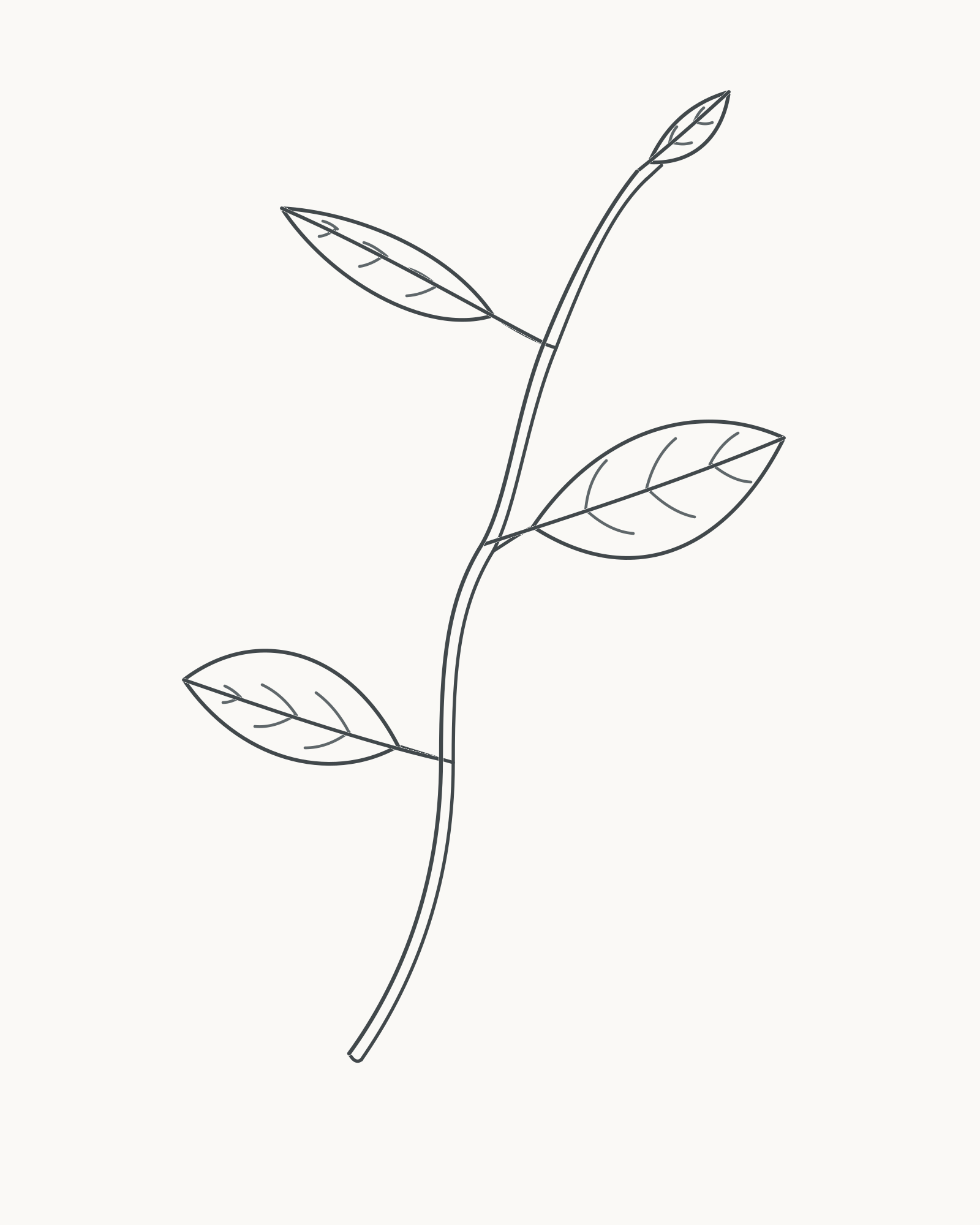 Complete four-leaf pencil-line sprig with a gently curved twig, unequal attached leaves and restrained primary veins