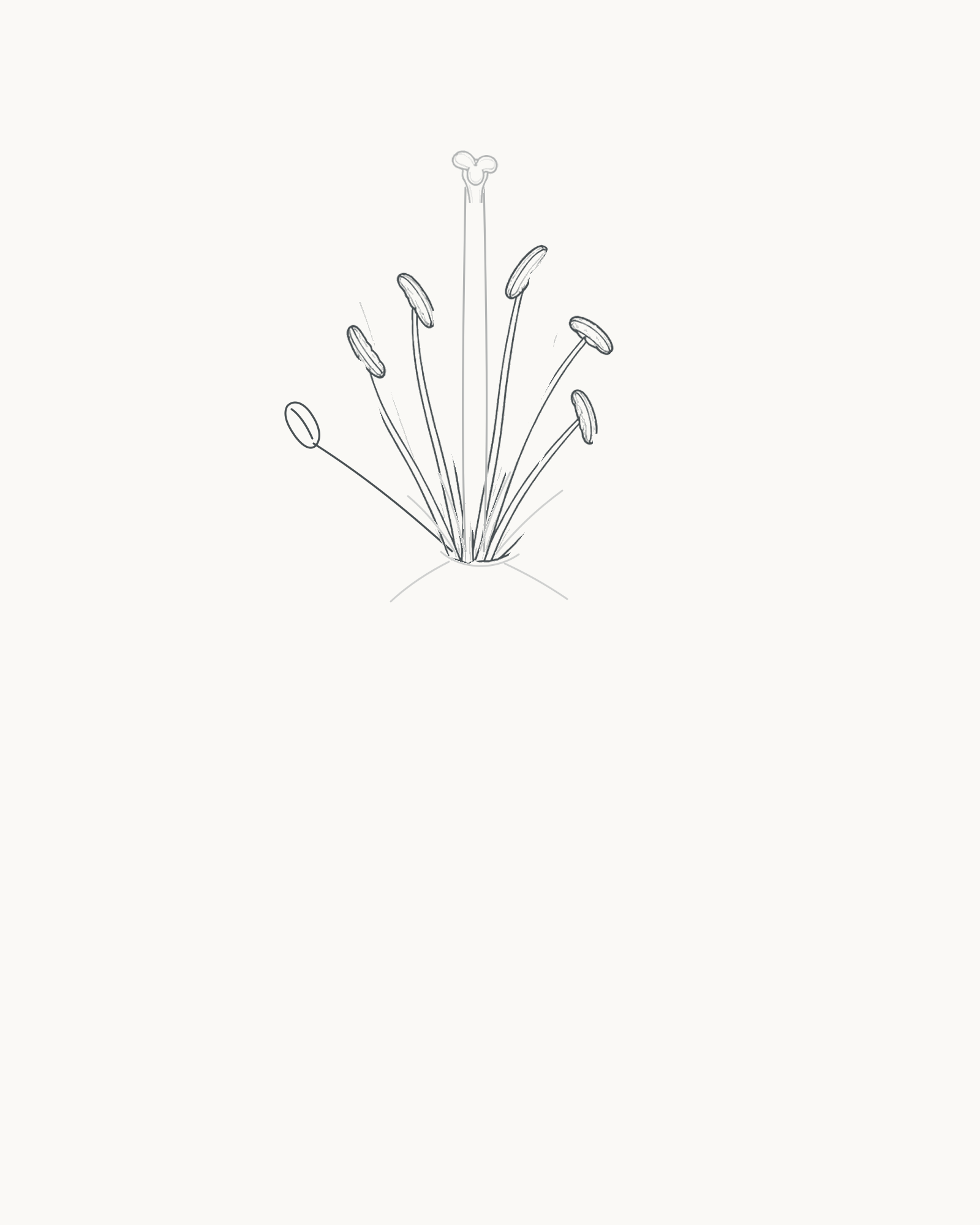Stage 3 lily drawing adding six varied filaments with attached unfilled anthers around the taller pistil