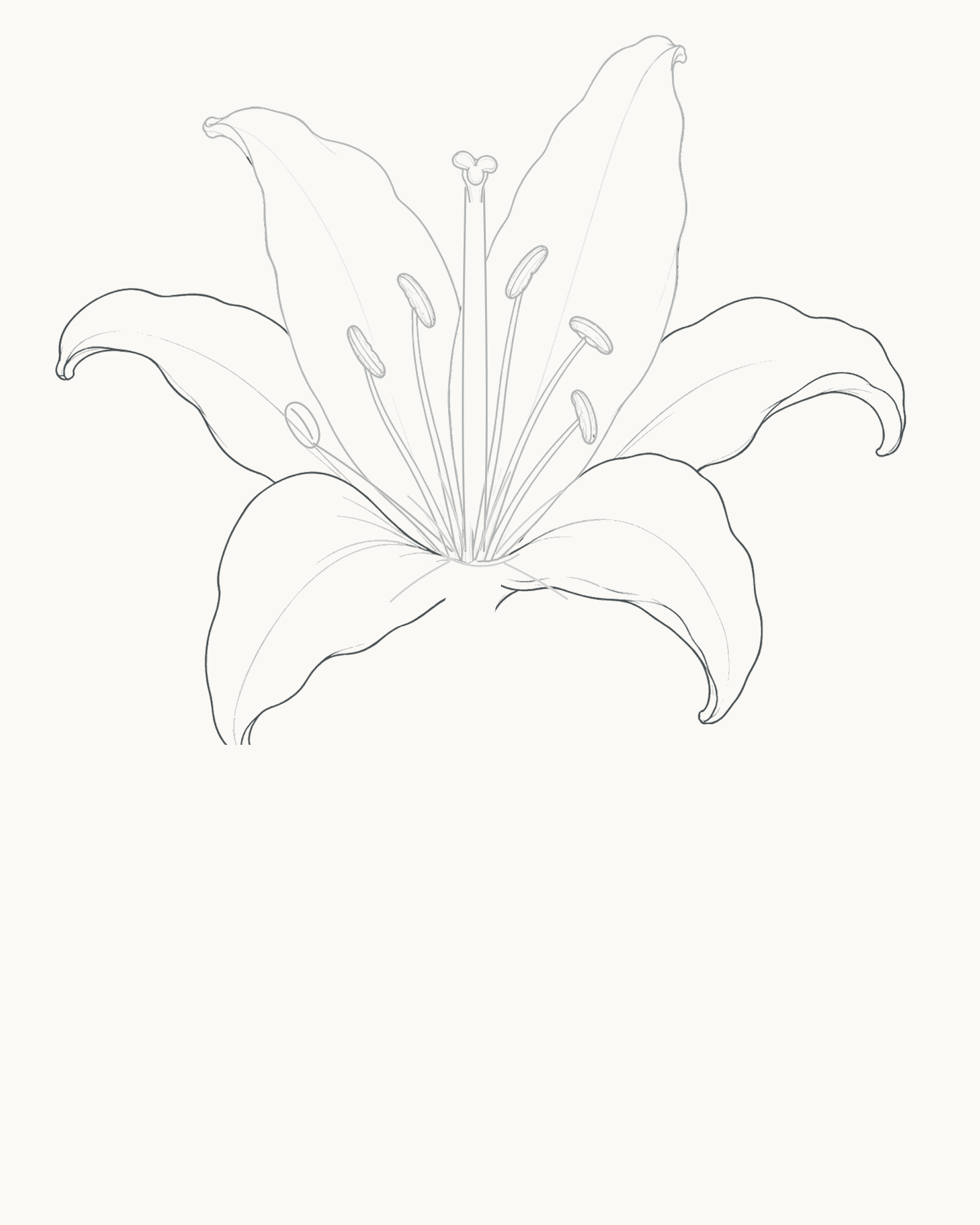 Stage 5 lily drawing adding four side and front petals to complete the asymmetric six-part bloom