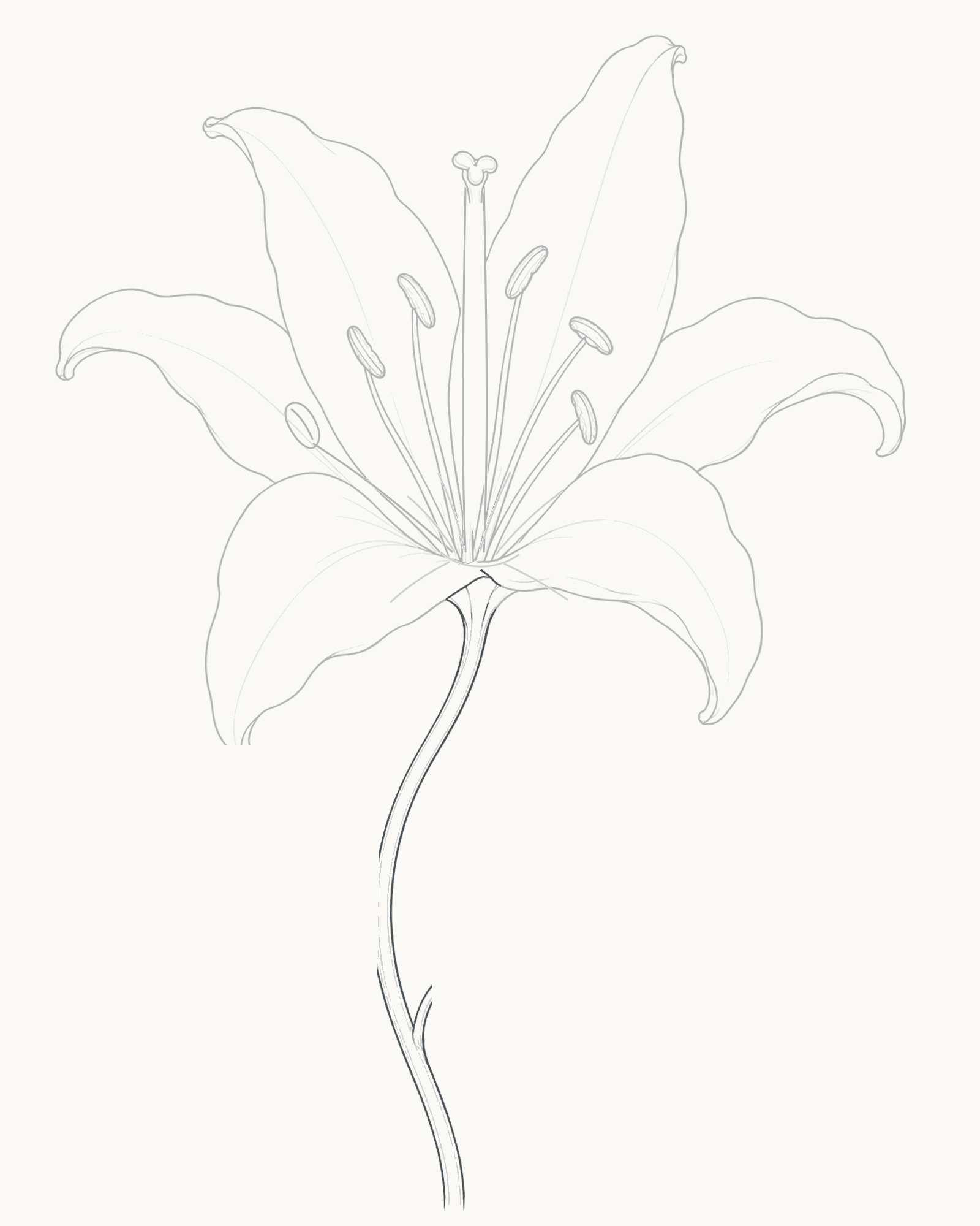 Stage 6 lily drawing adding two close S-curved stem edges from the concealed flower base to the lower crop
