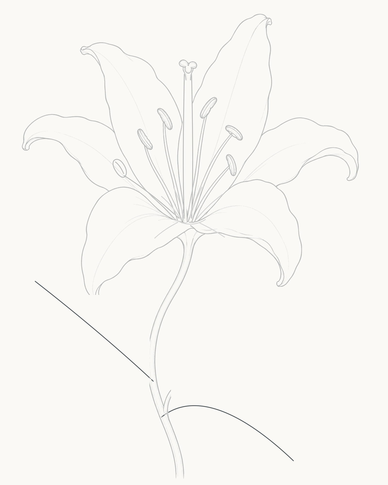 Stage 7 lily drawing adding a longer up-left leaf midrib and a lower down-right midrib directly from the stem