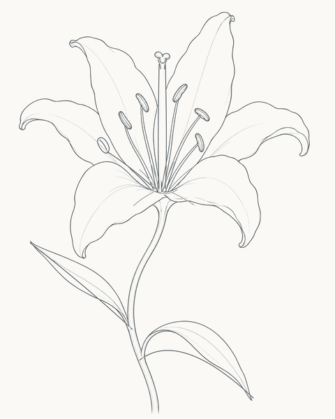 Completed open lily from the eight-stage drawing guide