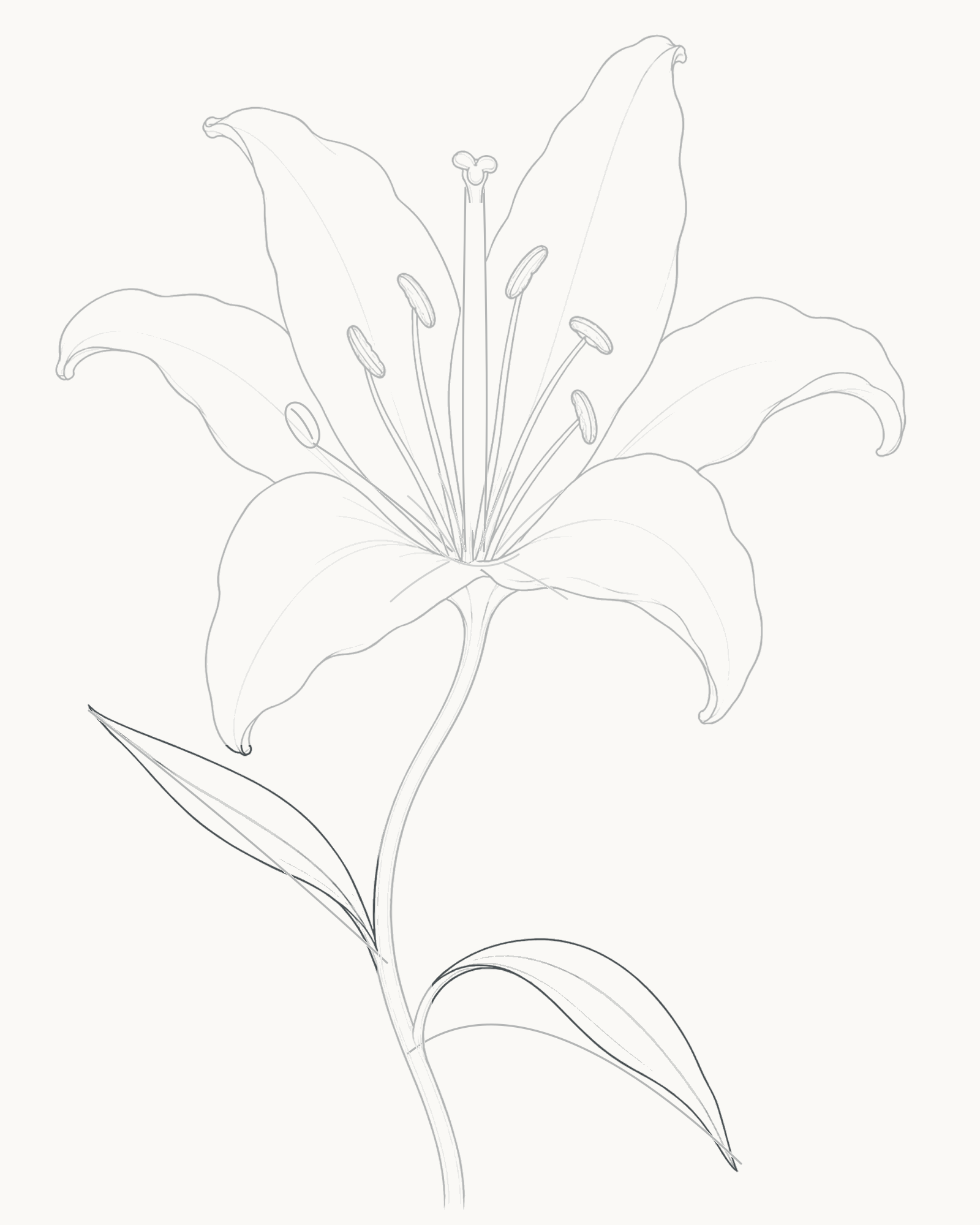 Stage 8 complete lily line drawing with two unequal narrow leaves and one fine secondary lengthwise line in each