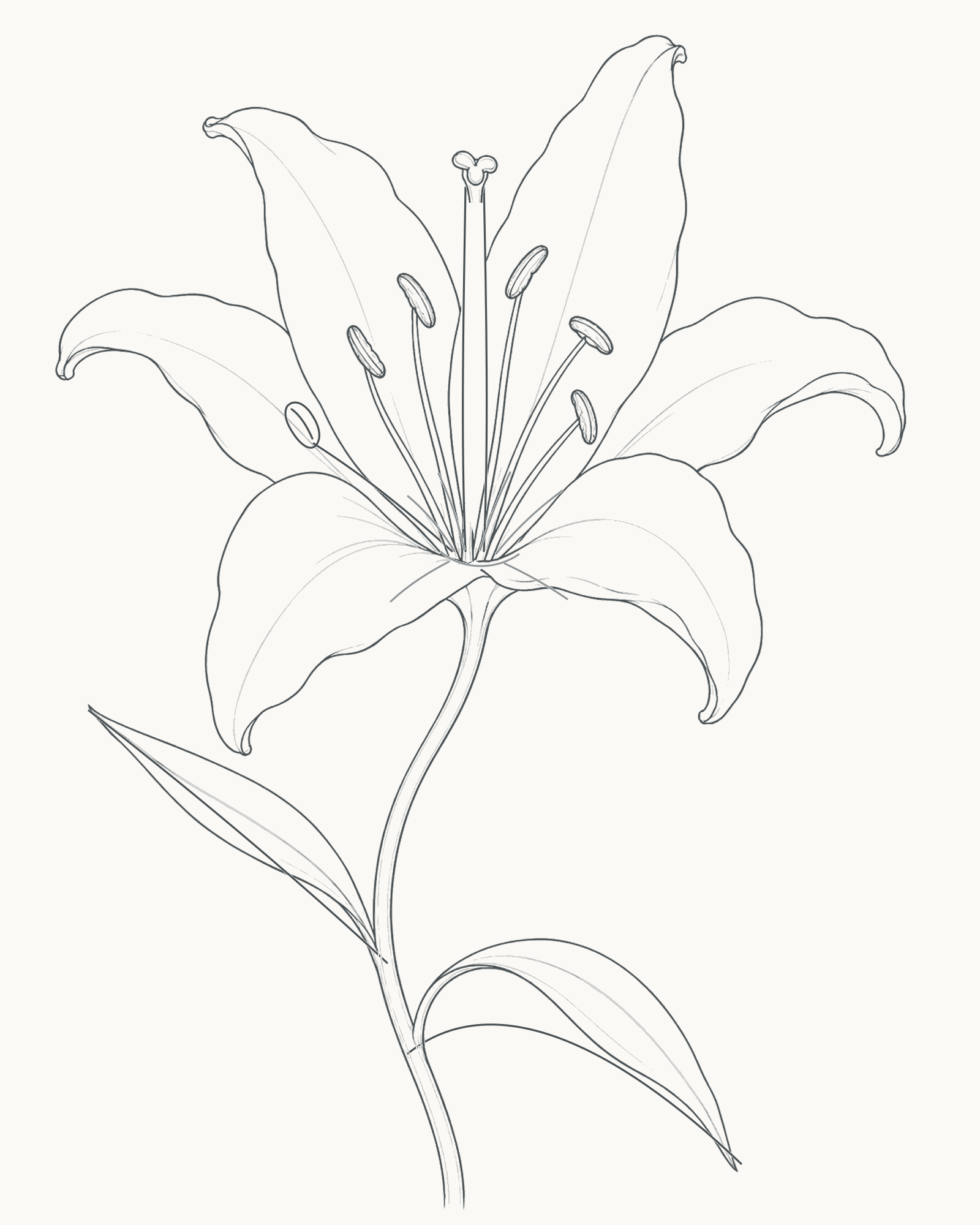 Complete pencil-line lily with six open petals, a tall centre, curved stem and two unequal narrow leaves