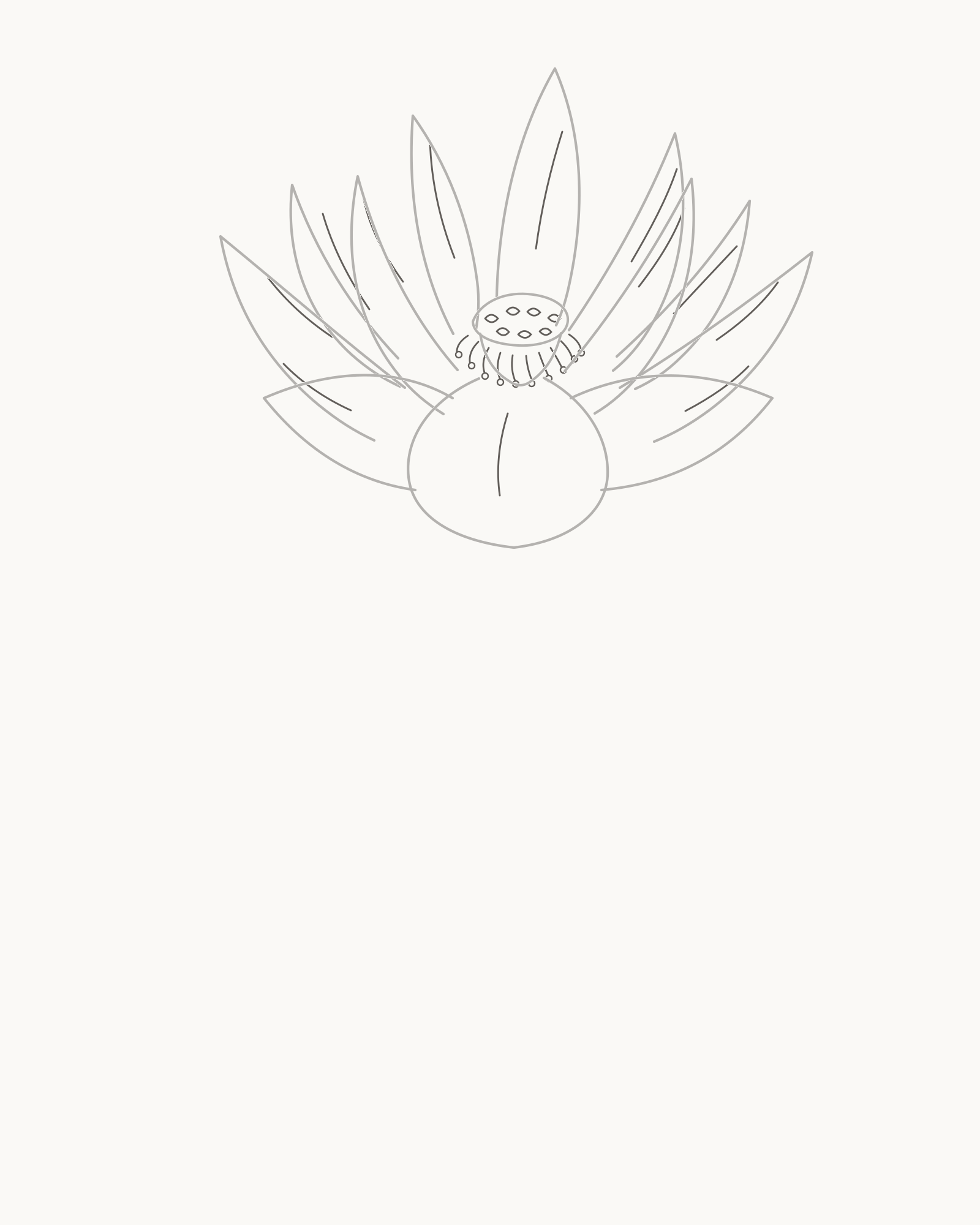 Stage 5 lotus drawing adding seven receptacle cavities, ten stamens and twelve short petal fold lines
