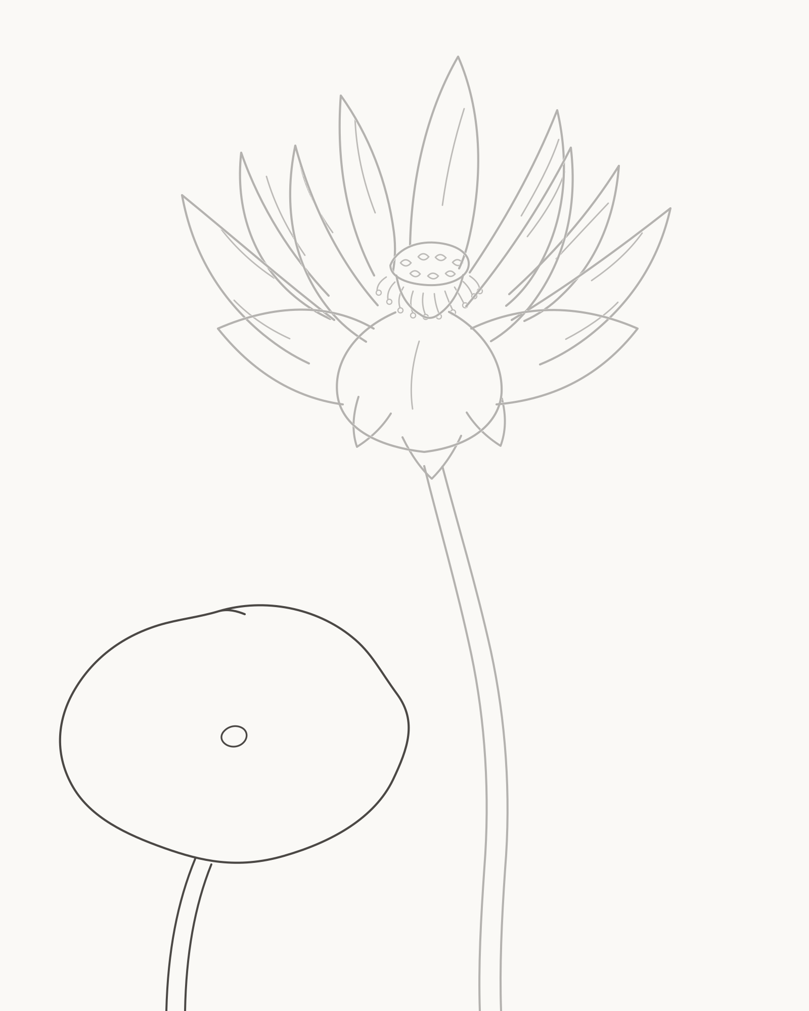 Stage 7 lotus drawing adding an independent lower-left stalk, off-centre dimple and unnotched round leaf