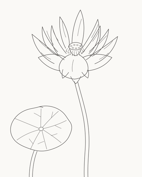 Completed lotus with twelve layered petals, a raised receptacle and one separate round leaf